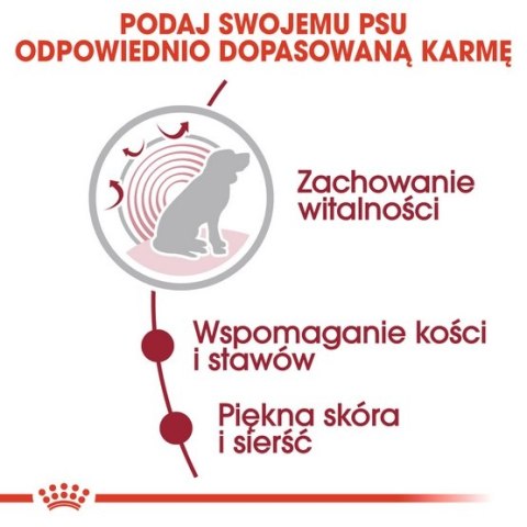 Royal Canin Size Royal Canin Medium Ageing 10+ karma mokra w sosie dla psów dojrzałych po 10 roku życia, ras średnich saszetka 1