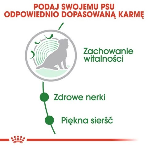 Royal Canin Size Royal Canin Mini Ageing 12+ karma mokra w sosie dla psów dojrzałych po 12 roku życia, ras małych saszetka 85g