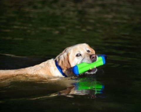 Chuckit! Chuckit! Amphibious Bumper Medium [18300]