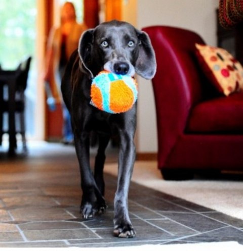 Chuckit! Chuckit! Indoor Ball [213201]