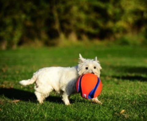 Chuckit! Chuckit! Kick Fetch Large [251201]