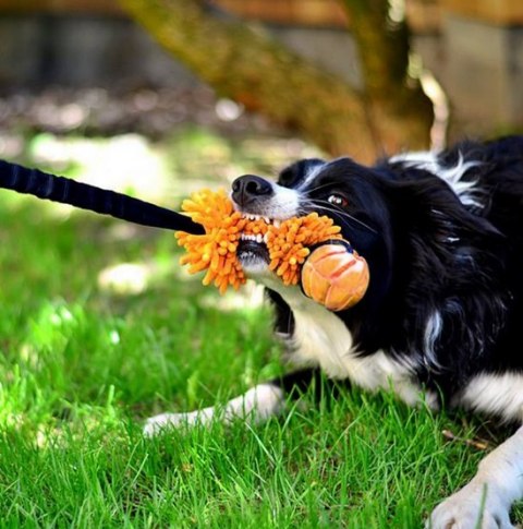 Dingo Dingo Zabawka dla psa - Szarpak Mop Bungee z piłką pomarańczowy