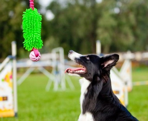 Dingo Dingo Zabawka dla psa - Szarpak Mop Bungee z piłką zielony