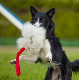 Dingo Dingo Zabawka dla psa - Szarpak Naturalne futro owcze bungee czarny