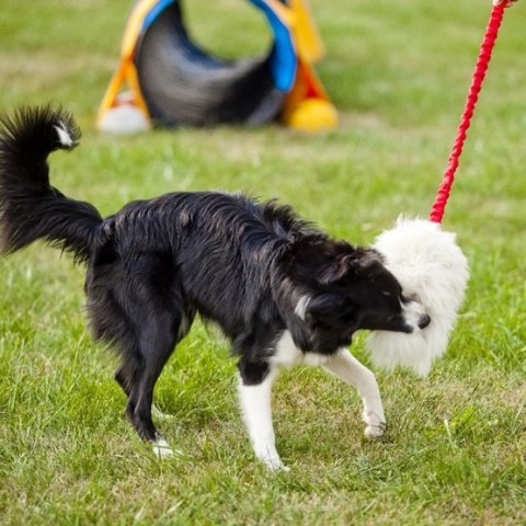 Dingo Dingo Zabawka dla psa - Szarpak Naturalne futro owcze bungee różowy