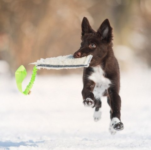 Dingo Dingo Zabawka dla psa - Szarpak Wełna owcza z rączką bungee zielony