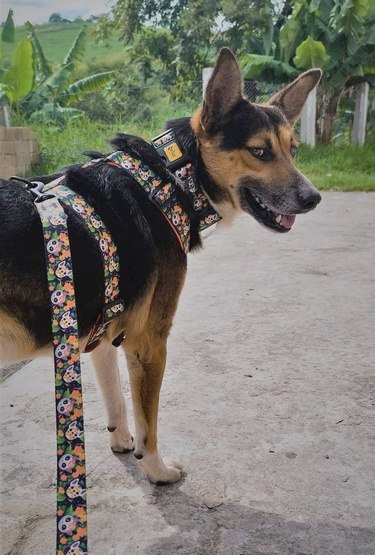 Dingo Dingo Obroża regulowana City - Chiapas 3,0cm/60cm