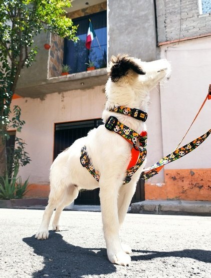 Dingo Dingo Smycz przepinana City - Chiapas 2x220cm