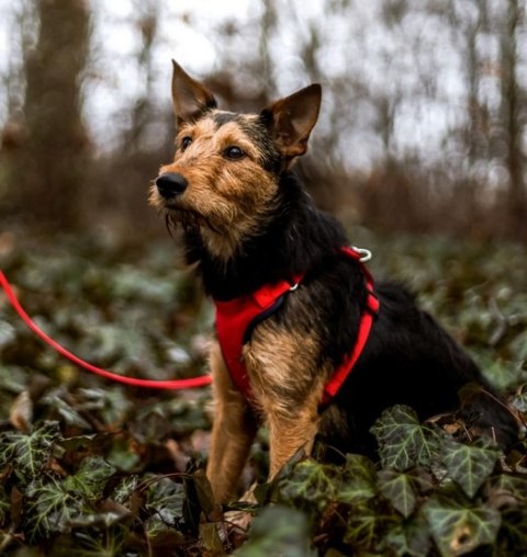 Dingo Dingo Szelki bezuciskowe z dwupaskową regulacją L czerwone