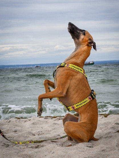 Dingo Dingo Szelki dwupaskowe Guard City - Nie Dotykaj rozmiar L