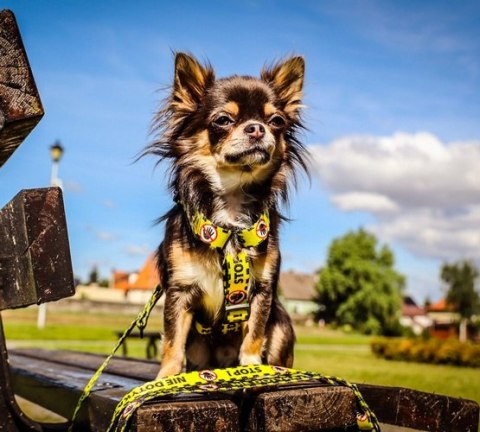 Dingo Dingo Szelki dwupaskowe Guard City - Nie Dotykaj rozmiar L