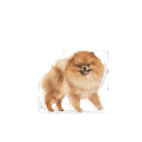 Royal Canin Breed Royal Canin Pomeranian Adult karma mokra dla psów dorosłych rasy szpic miniaturowy, pasztet saszetka 85g