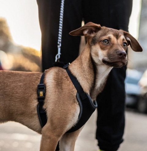 Dingo Dingo Szelki bezuciskowe z dwupaskową regulacją L czarne