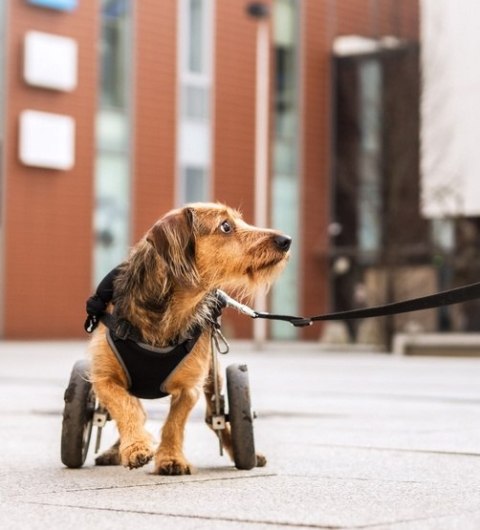 Dingo Dingo Szelki bezuciskowe z dwupaskową regulacją M czarne