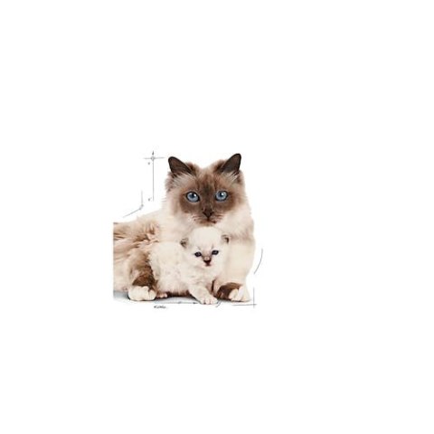 Royal Canin Feline Royal Canin Mother & Babycat Mousse karma mokra - mus dla kociąt i kotek karmiących puszka 195g