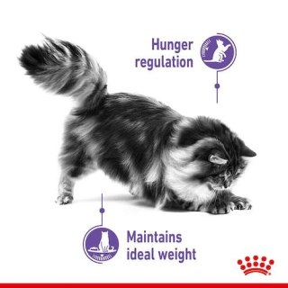 Royal Canin Feline Royal Canin Appetite Control Care karma mokra w galaretce dla kotów dorosłych, domagających się jedzenia sasz