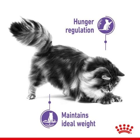 Royal Canin Feline Royal Canin Appetite Control Care karma mokra w sosie dla kotów dorosłych, domagających się jedzenia saszetka