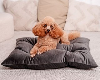 MIMIKO Pets MIMIKO Pets Legowisko Poducha Velvet 70x50cm grafit