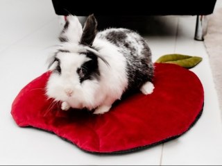 MIMIKO Pets MIMIKO Pets Mata Velvet Form Jabłko