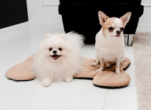 MIMIKO Pets MIMIKO Pets Mata Velvet Form Kość