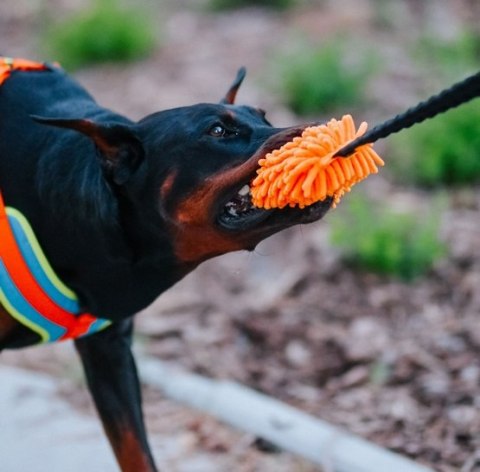 Dingo Dingo Zabawka dla psa - Szarpak Mop z rączką bungee pomarańczowy