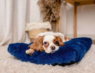 MIMIKO Pets MIMIKO Pets Legowisko Shaggy prostokątne L 65x45cm chabrowe