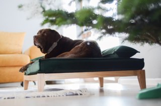Legowisko ortopedyczne dla psa - Duo Tierra (Butelkowa Zieleń Tierra, XL - 120x90 cm) Hectolove