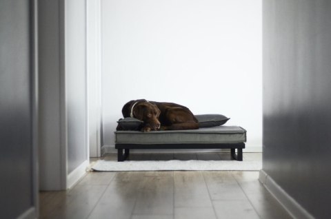 Legowisko ortopedyczne dla psa - Loft Tierra (Granat Tierra, M - 80x60 cm) Hectolove