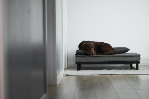 Legowisko ortopedyczne dla psa - Loft Tierra (Popielaty Tierra, L - 100x75 cm) Hectolove