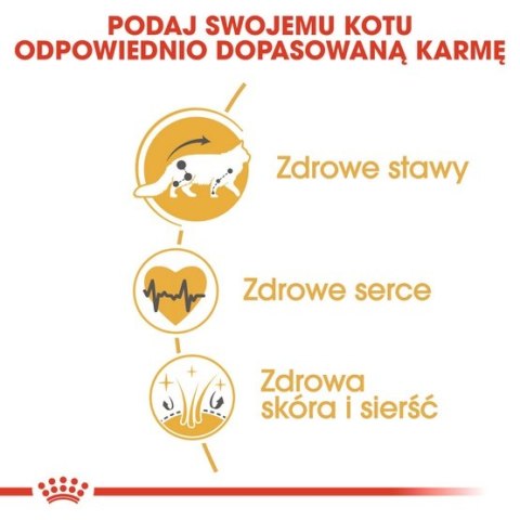 Royal Canin Feline Royal Canin Maine Coon Adult karma sucha dla kotów dorosłych rasy maine coon 400g