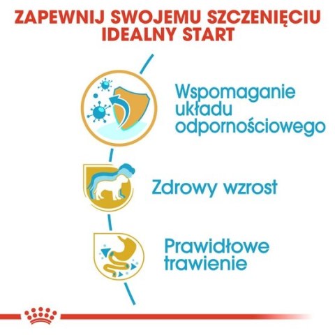 Royal Canin Breed Royal Canin Jack Russell Terrier Puppy karma sucha dla szczeniąt do 10 miesiąca, rasy jack russell terrier 500